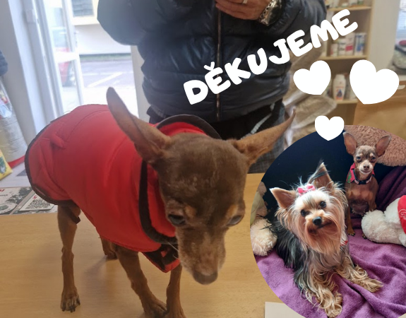 Pomáháme mazíčkům