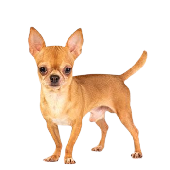 Dospělí MINI