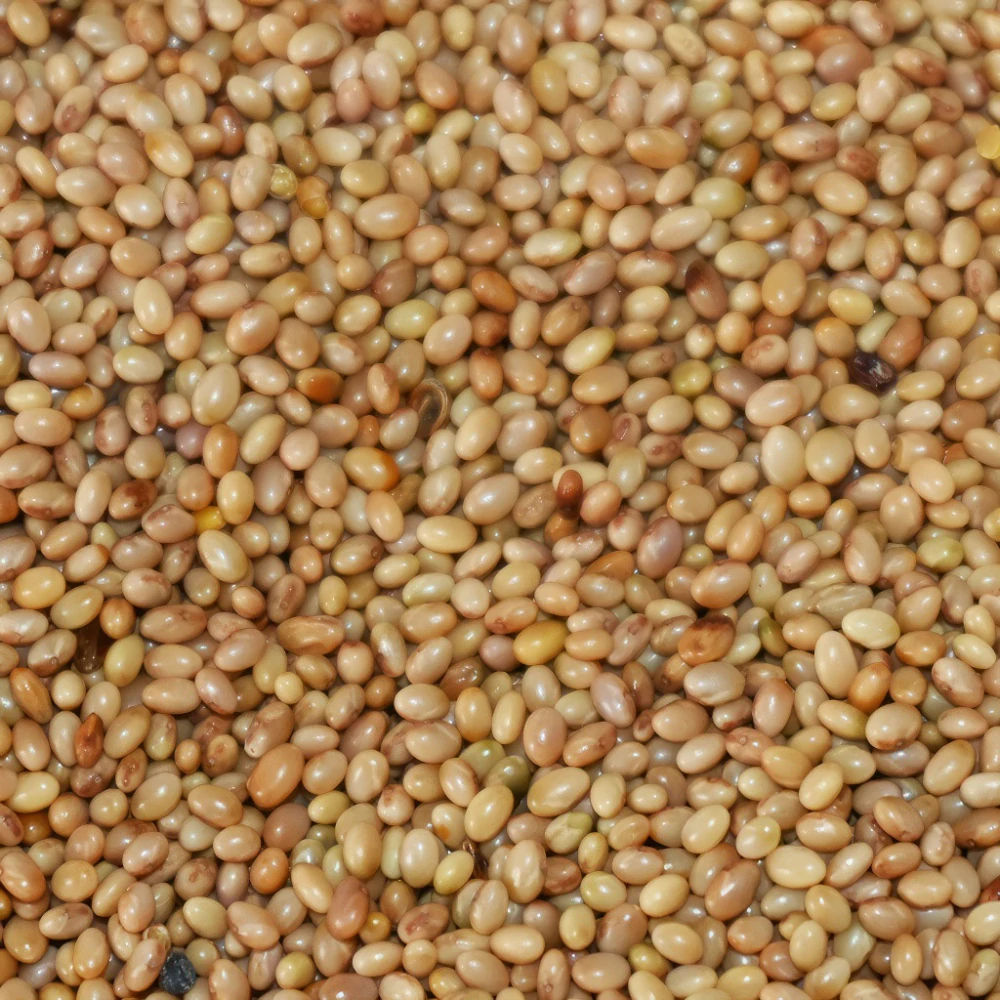 Jetel inkarnát - 0,5 kg