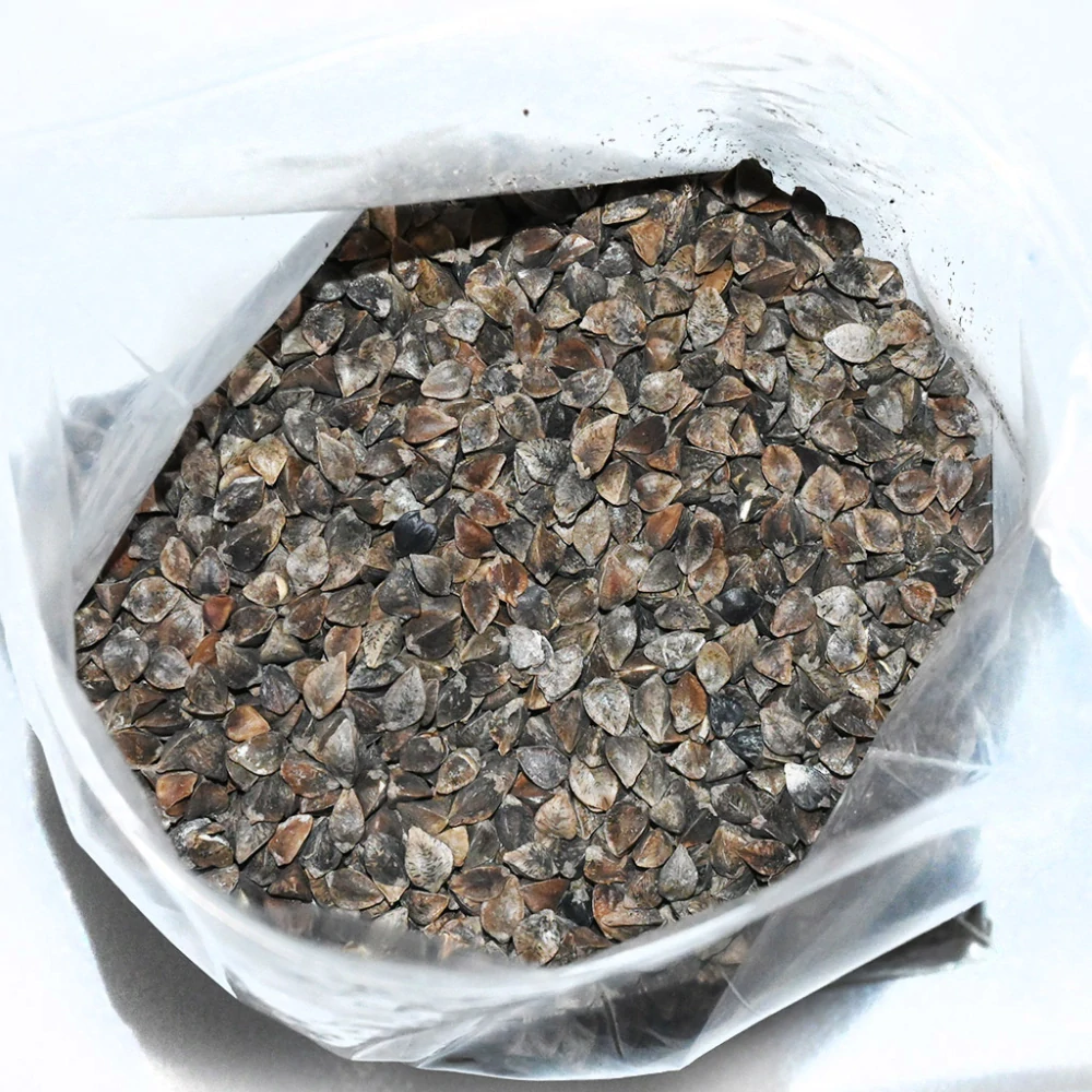 Pohanka obecná - 0,5 kg