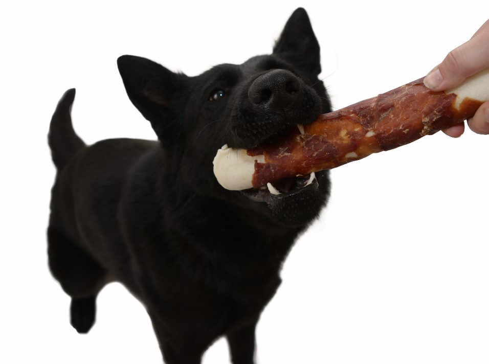 Magnum Duck Roll on Rawhide stick 10" 170g 2ks