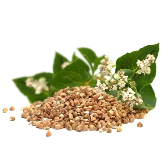 Pohanka obecná - 0,5 kg
